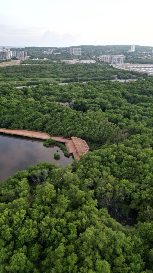 Manglar y sendero de madera del ecoparque desde el aire
